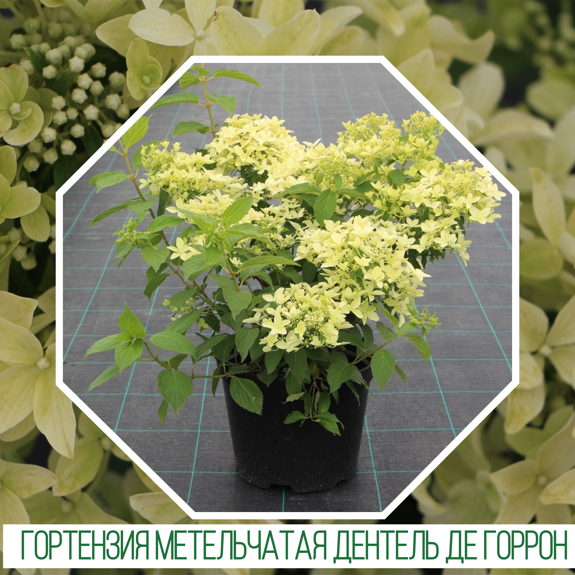 Гортензия метельчатая «Дентель де Горрон» (Hydrangea paniculata`Dentelle dе Gorron ' rencri ') Гортензия метельчатая «Дентель де Горрон» (Hydrangea paniculata`Dentelle dе Gorron ' rencri ')