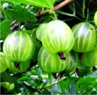 23 сентября новое поступление плодовых!!!