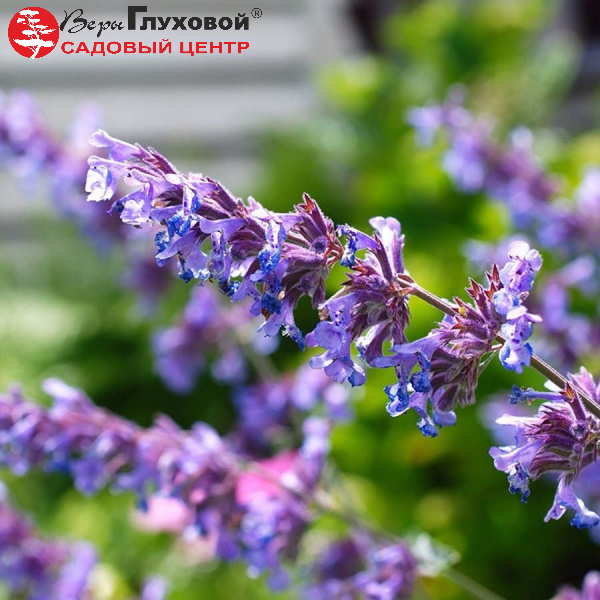 Основное изображение товара