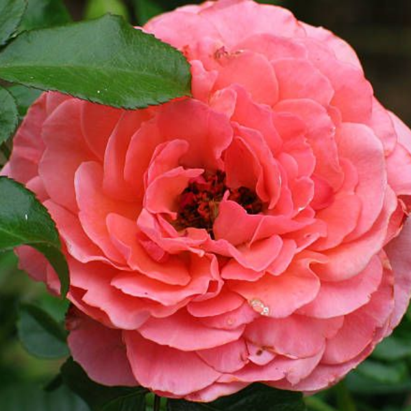 Роза полиантовая Kimono