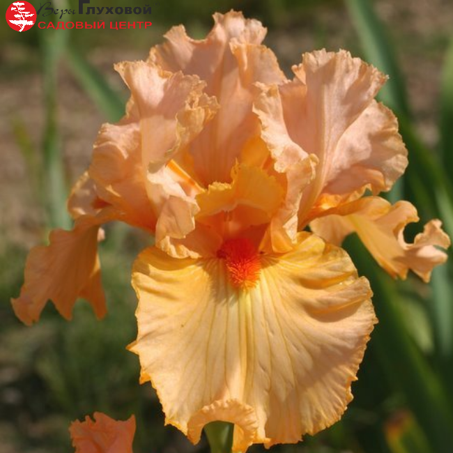 Основное изображение товара