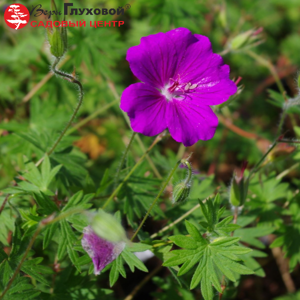 Основное изображение товара