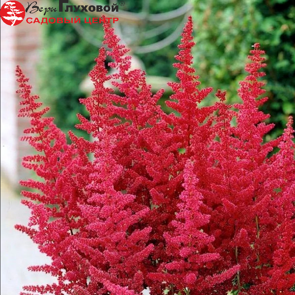 Основное изображение товара