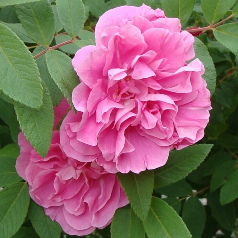 Роза Ругоза (Rosa rugosa) канадская Therese Bugnet