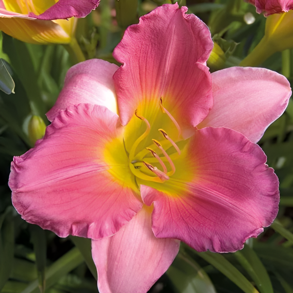 Основное изображение товара