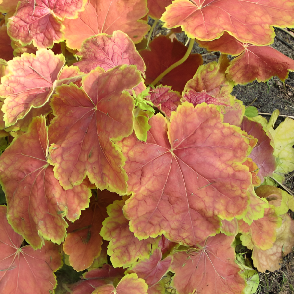 Основное изображение товара