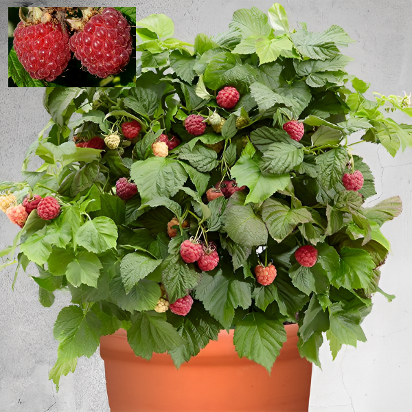 Основное изображение товара