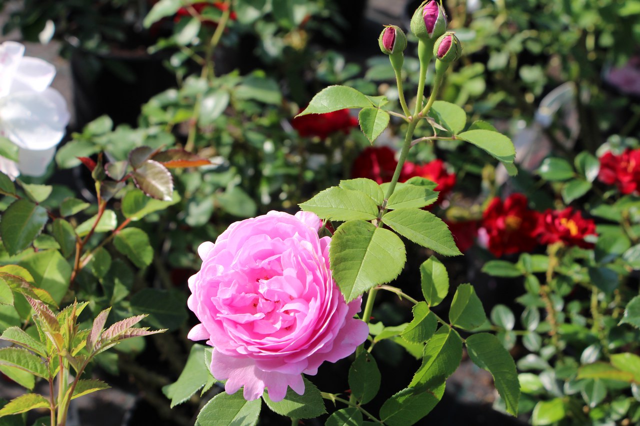 Цветники своими руками Цветники своими руками