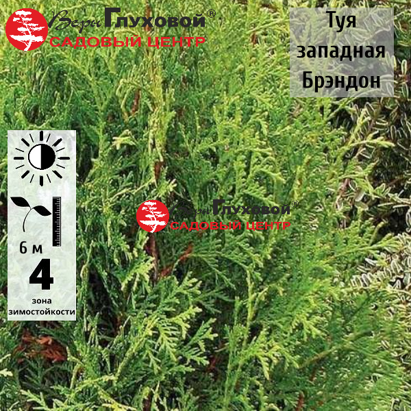 Основное изображение товара