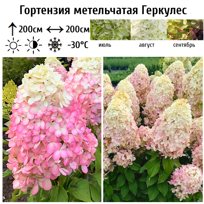 Гортензия метельчатая Геркулес