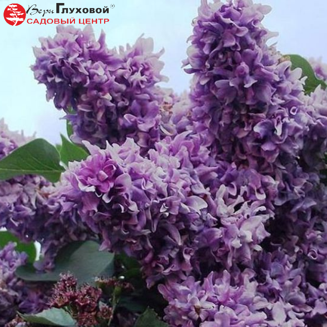 Основное изображение товара