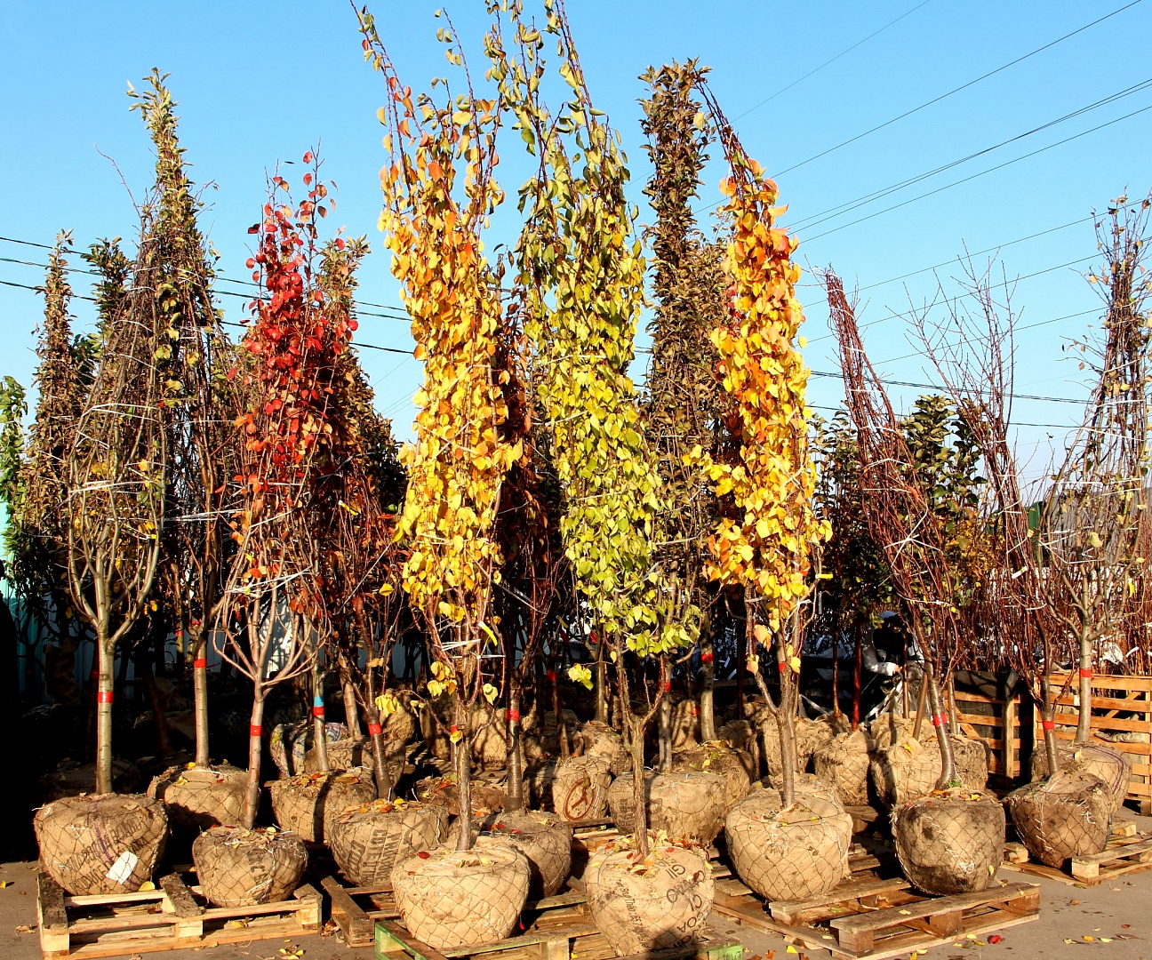 Поступление плодовых крупномеров Поступление плодовых крупномеров