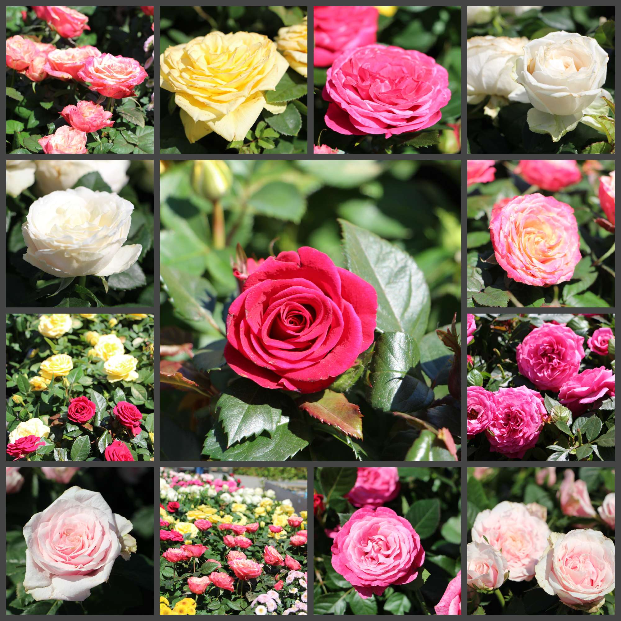 В садовом центре зацвели розы В садовом центре зацвели розы