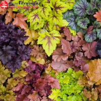 Многолетние цветы — украшение сада