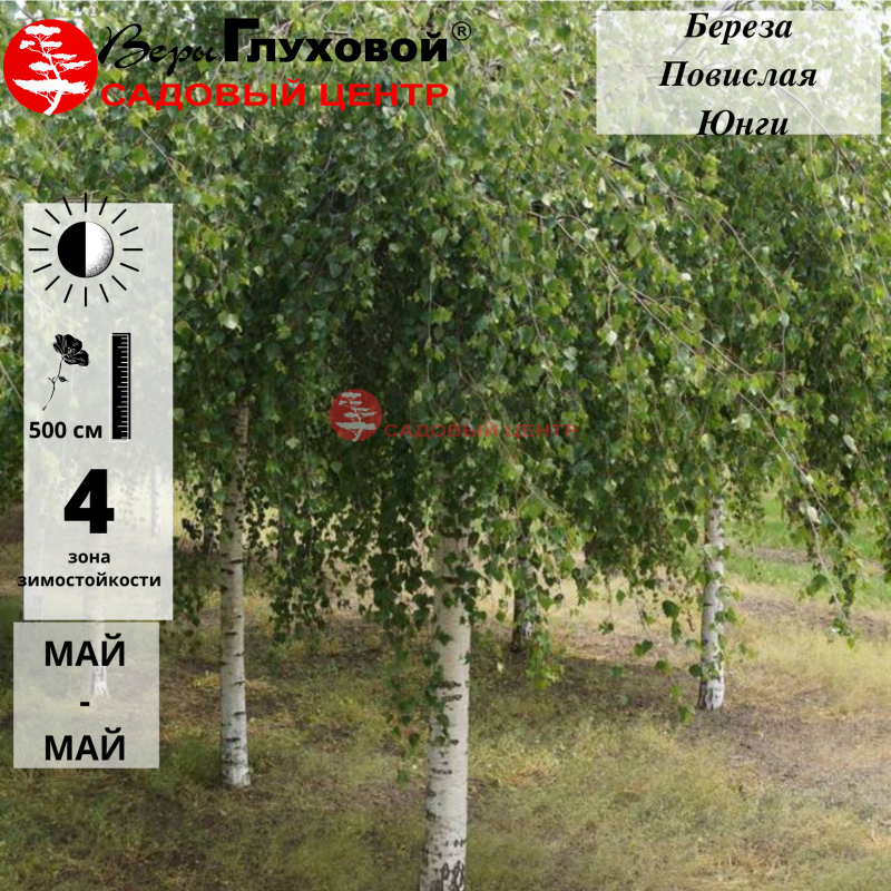 Береза повислая "Юнги"