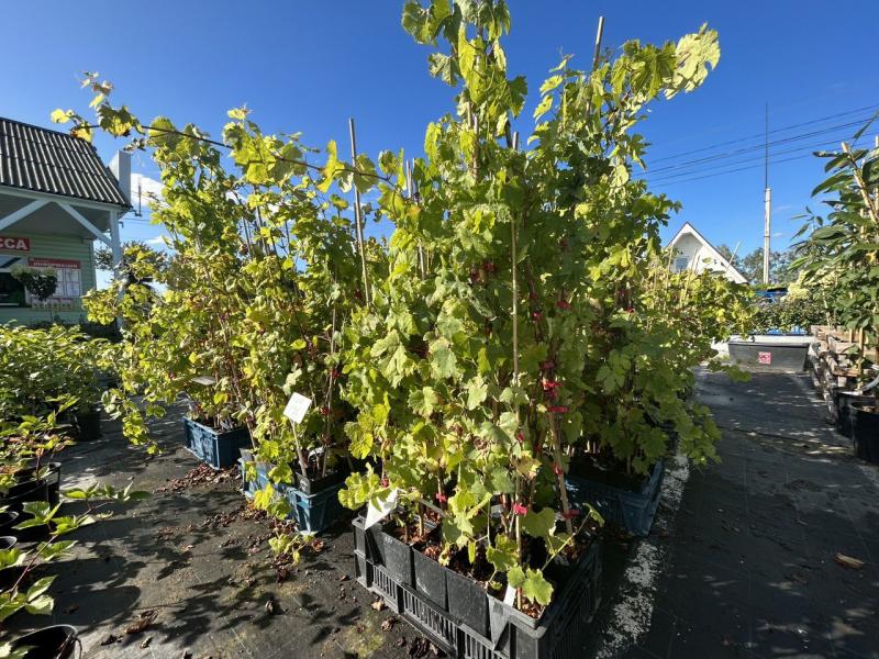 Садовый центр Веры Глуховой приглашает на дегустацию винограда!