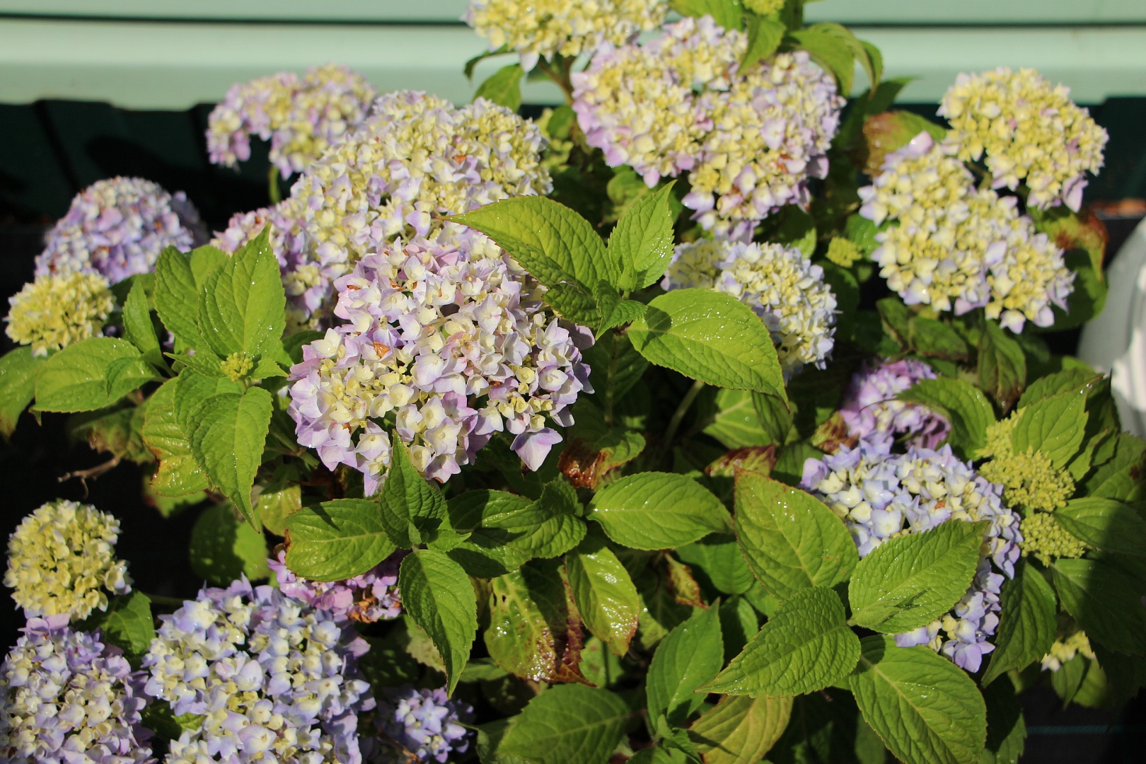 Цветение гортензии Endless Summer Цветение гортензии Endless Summer