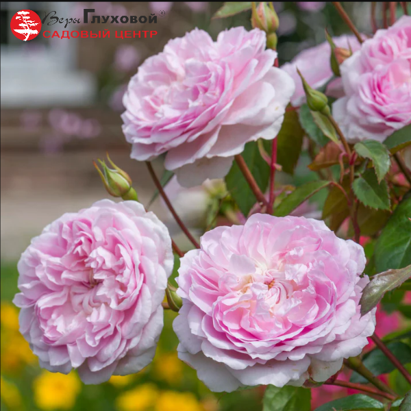 Основное изображение товара