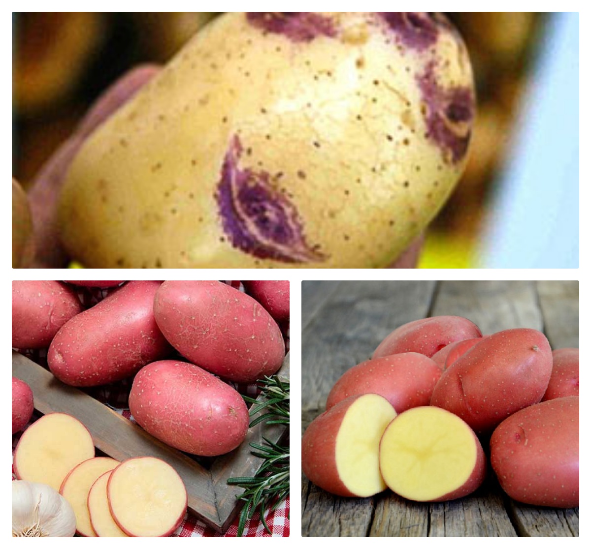 картофель картофель