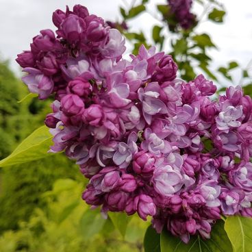 Основное изображение товара