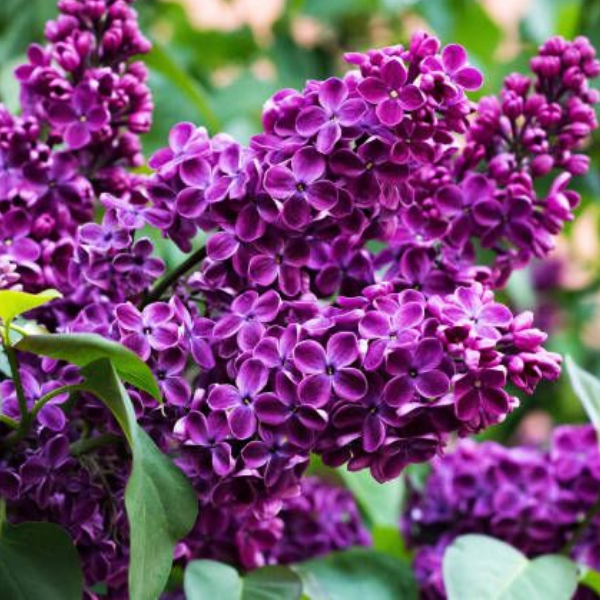 Основное изображение товара