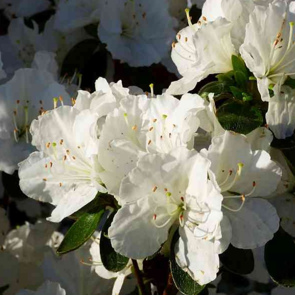 Основное изображение товара