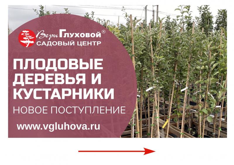 Новое поступление плодовых деревьев и кустарников