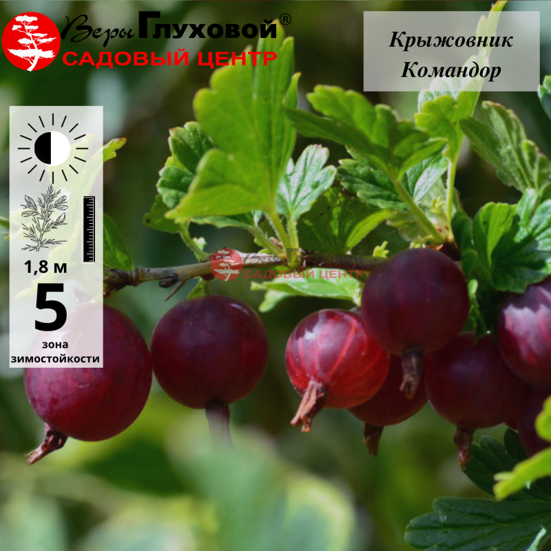Крыжовник Командор