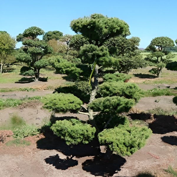 Основное изображение товара