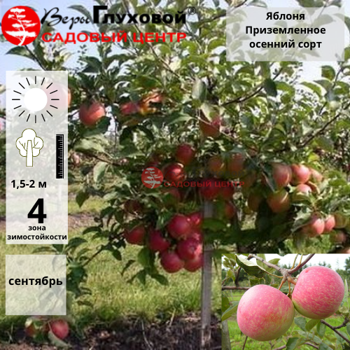 Основное изображение товара