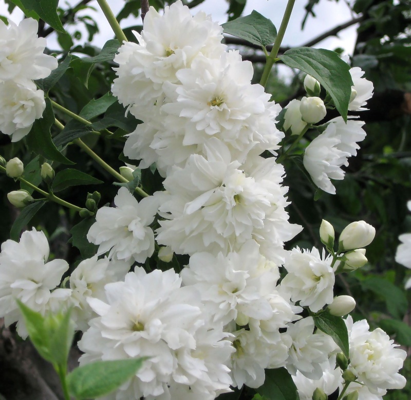 Основное изображение товара