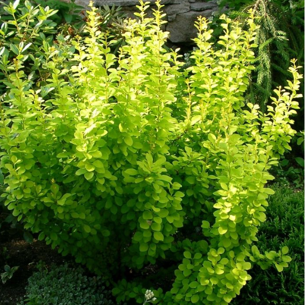 Барбарис Тунберга "Эректа" Berberis thunbergii "Erecta"
