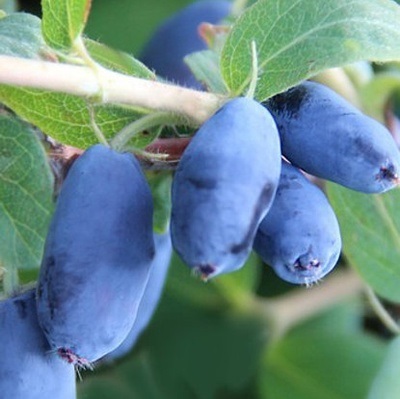 Основное изображение товара