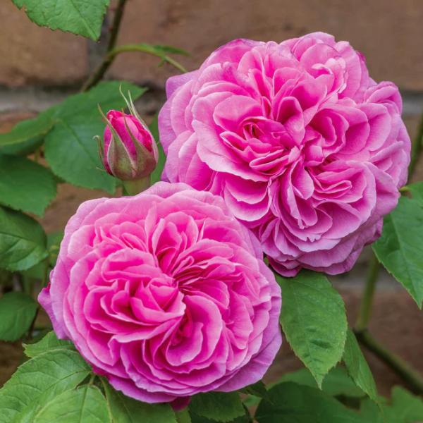 Роза флорибунда Д. Остин Gertrude Jekyll