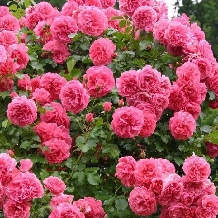 Основное изображение товара