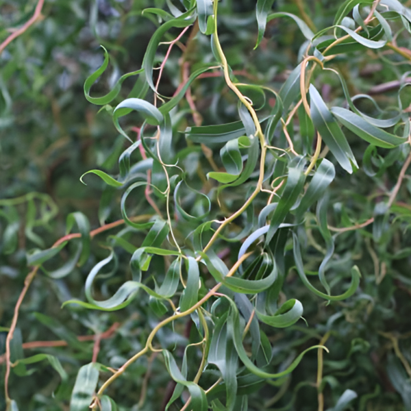 Основное изображение товара