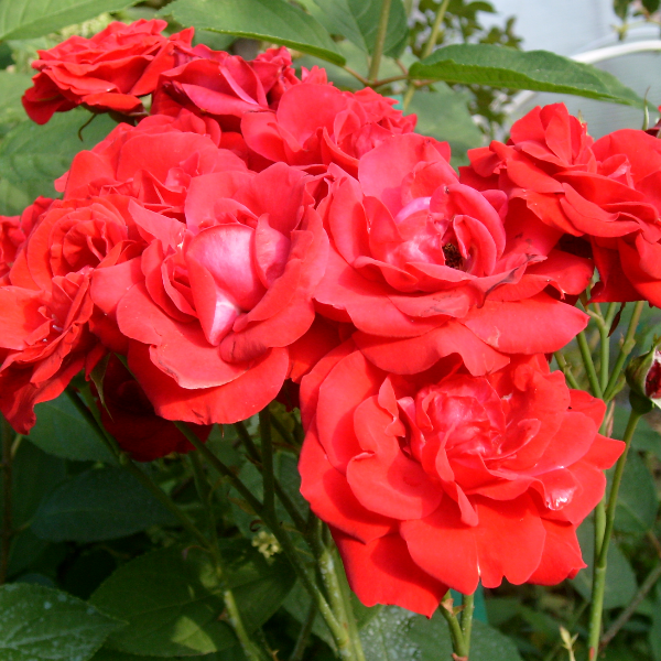 Основное изображение товара