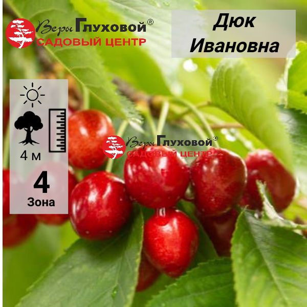 Дюк Ивановна