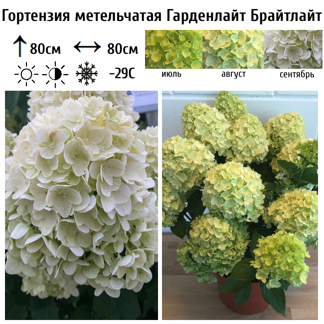 Основное изображение товара