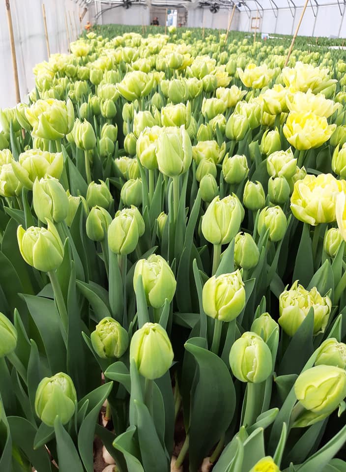 Тюльпаны к 8 марта 2020 Тюльпаны к 8 марта 2020