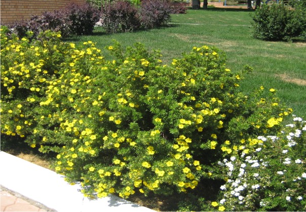 Цветущие и неприхотливые кустарники Цветущие и неприхотливые кустарники