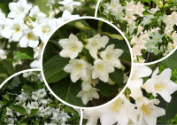 Вейгела Кандида