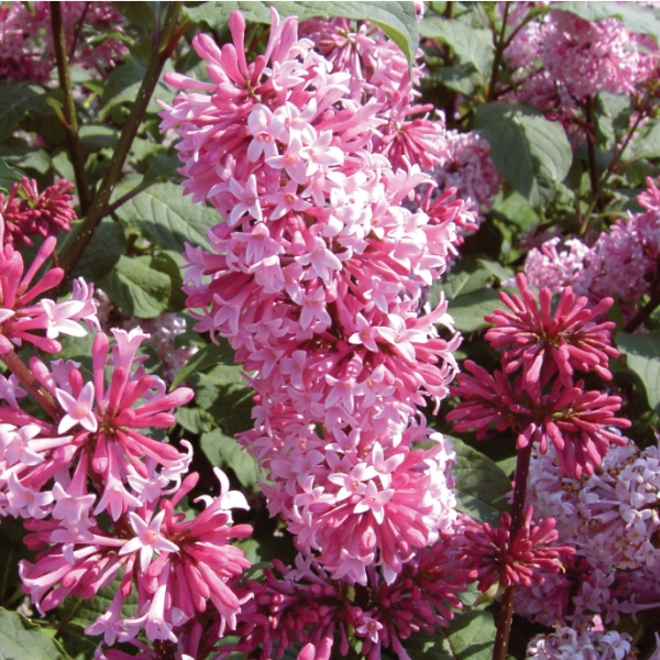 Основное изображение товара