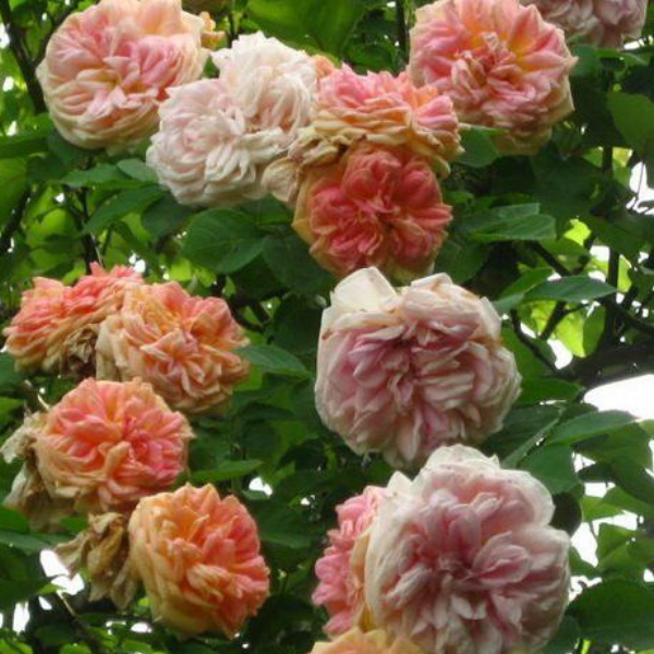 Основное изображение товара