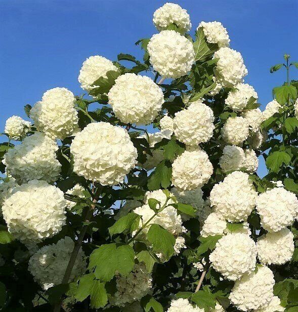 Калина обыкновенная 