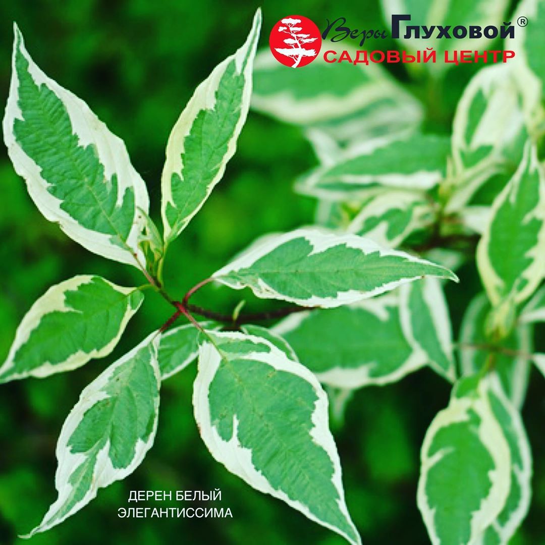 Дерен Белый элегантиссима Дерен Белый элегантиссима