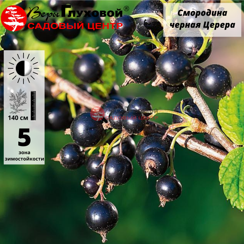 Основное изображение товара