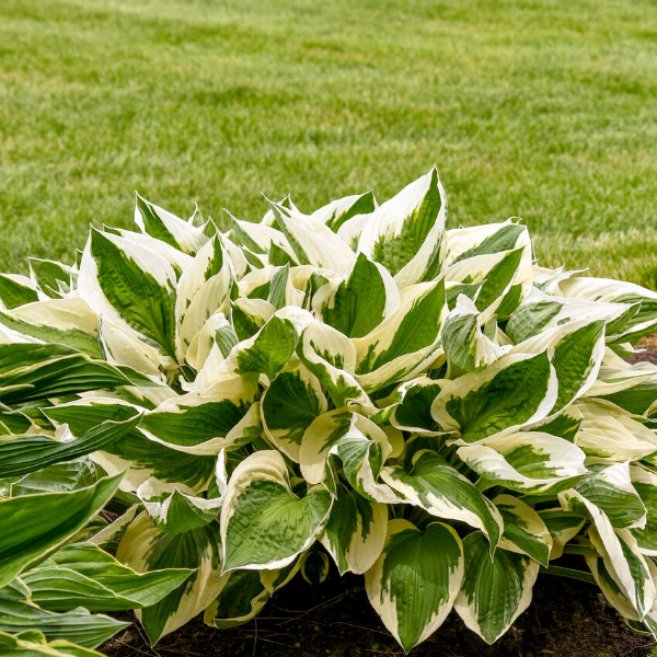 Основное изображение товара