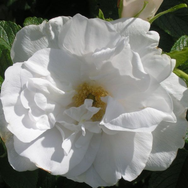 Основное изображение товара