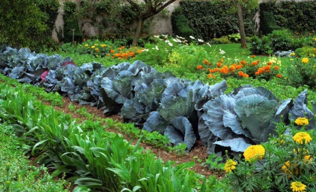 Что сажать в мае Что сажать в мае